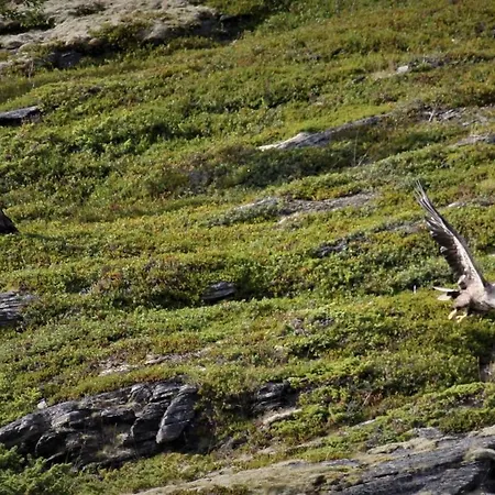 Rossgarden, Lyngen * Lyngseidet